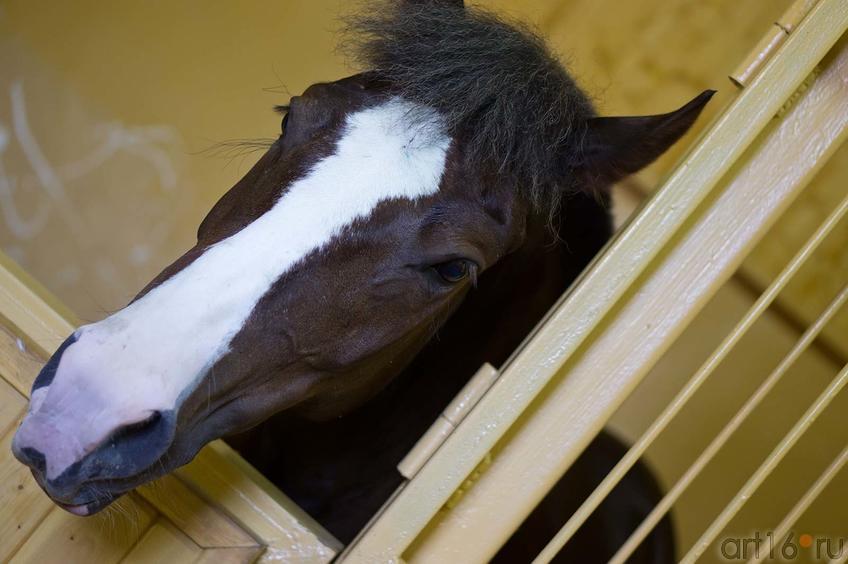 Фото №104334. Лошадка по имени ТАЛЬКА. Конюшня  на конном дворе. Свияжск, июль 2012