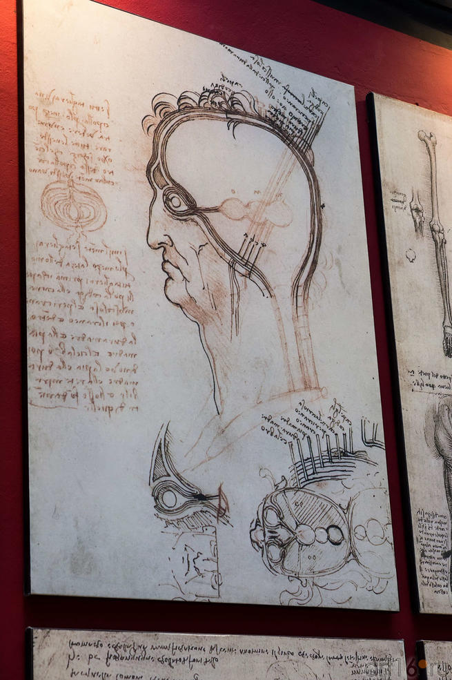 Фото №115204. Анатомический рисунок да Винчи