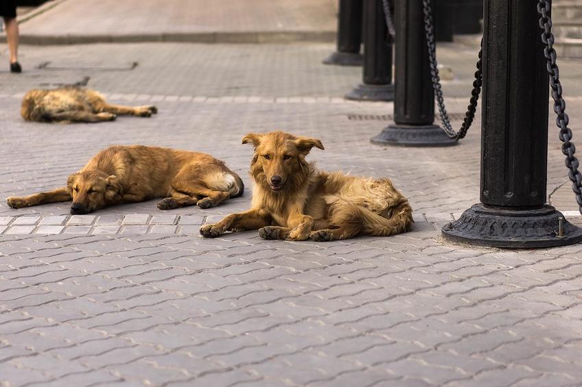 Фото №120129. Август. Жара. Казань, 2012