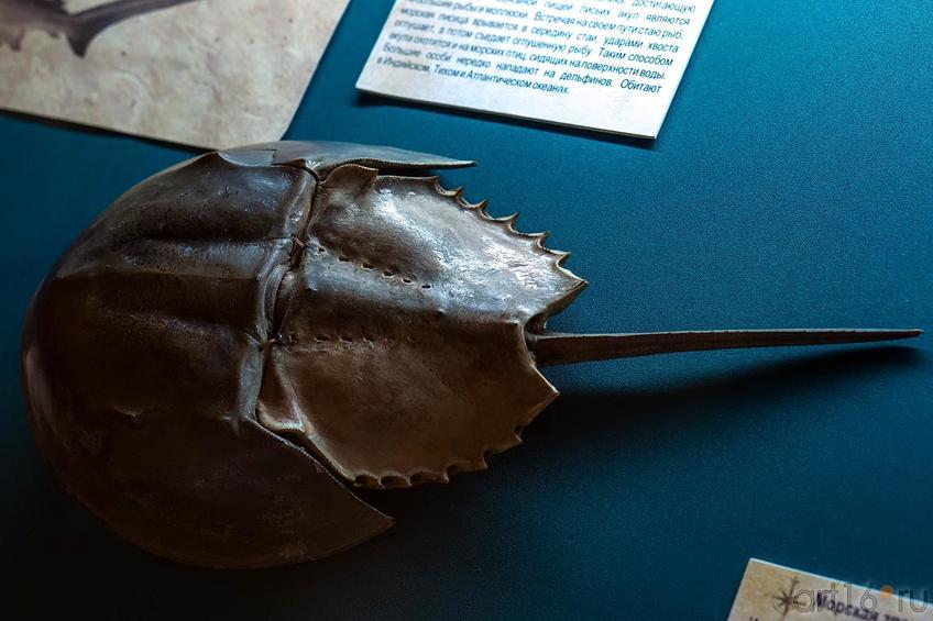 Фото №119838. Мечехвост