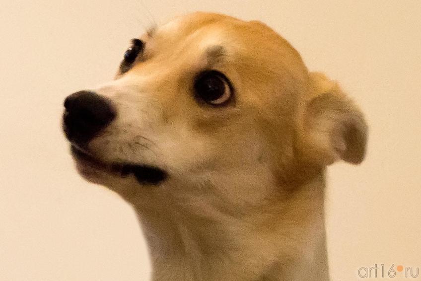 Фото №148213. Тимон