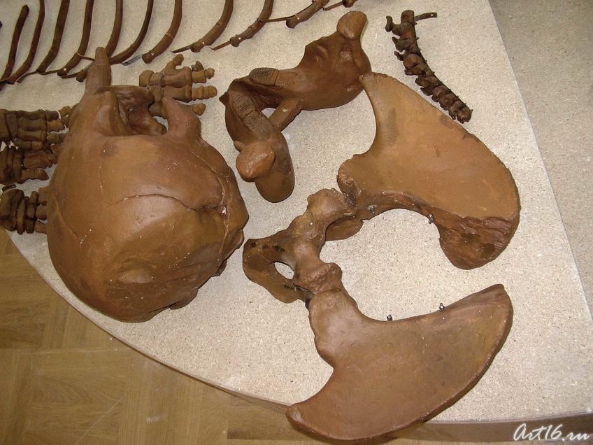 Фото №16418. Мир млекопитающих