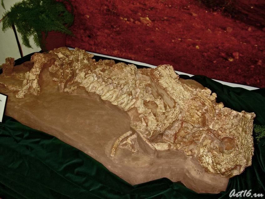 Фото №18277. Скелет парейазавра