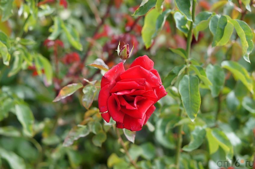 Фото №193492. Роза