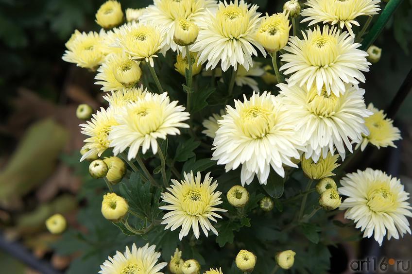 Фото №193756. Никитский  ботанический сад. Цветы