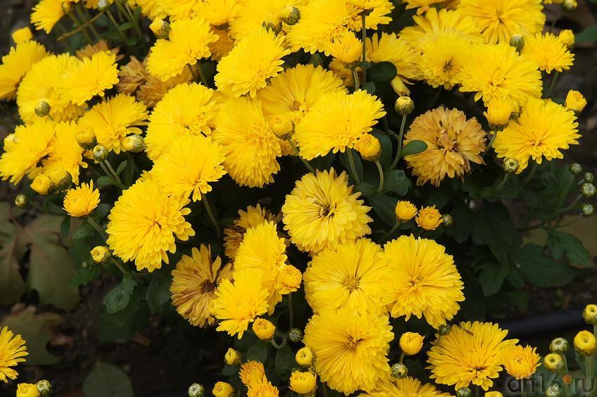 Фото №193774. Никитский  ботанический сад. Цветы