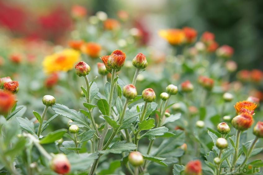 Фото №193798. Никитский  ботанический сад. Цветы