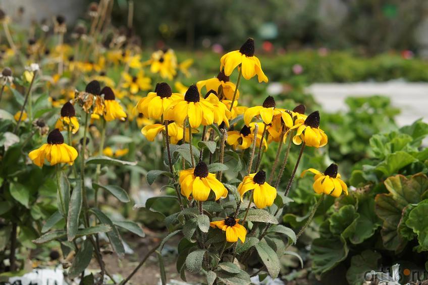 Фото №193811. Никитский  ботанический сад. Цветы