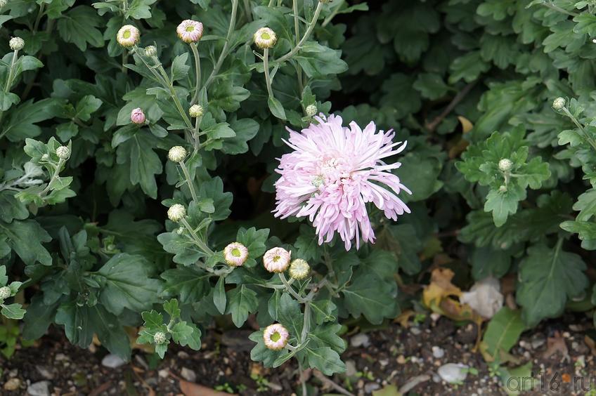 Фото №193908. Цветы. Никитский  ботанический сад