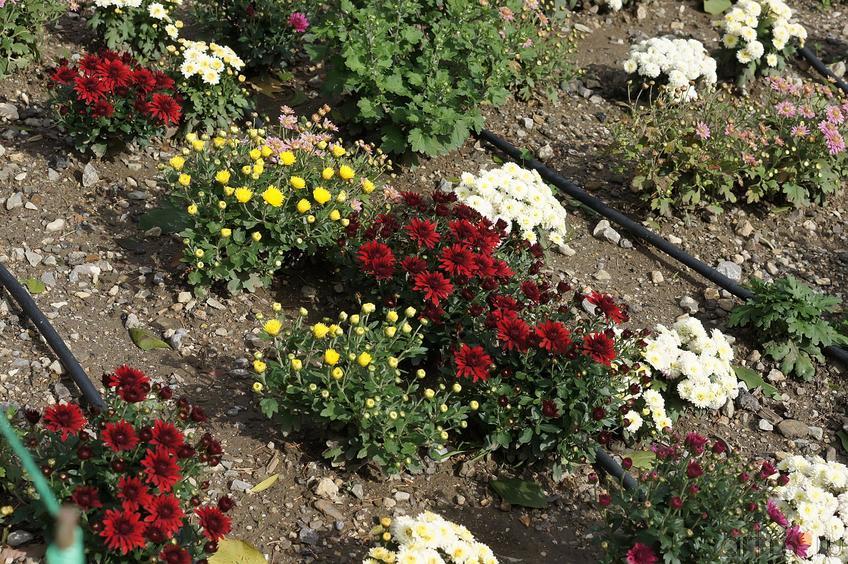 Фото №193986. Цветы. Никитский  ботанический сад