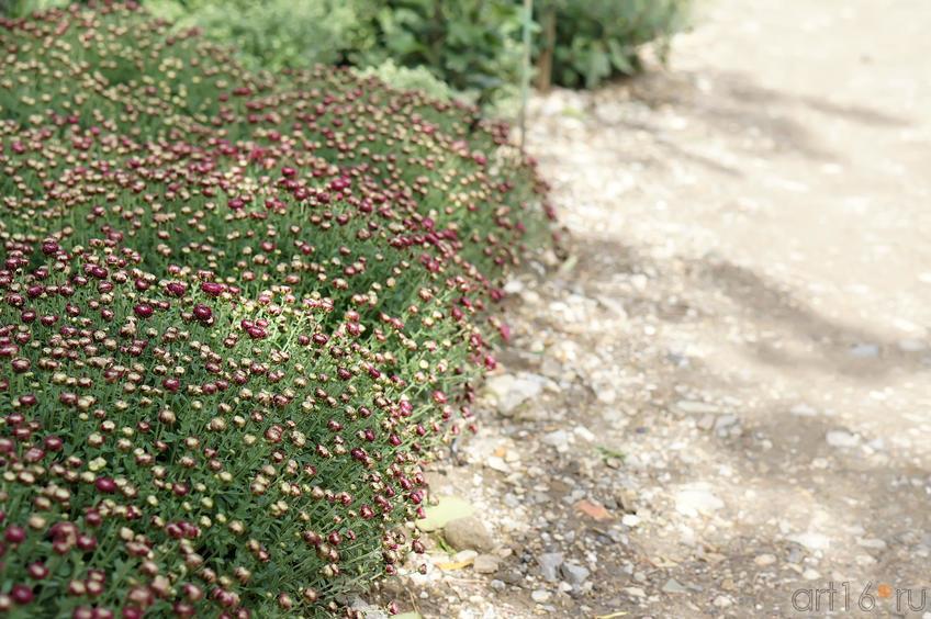 Фото №194034. Цветы. Никитский  ботанический сад