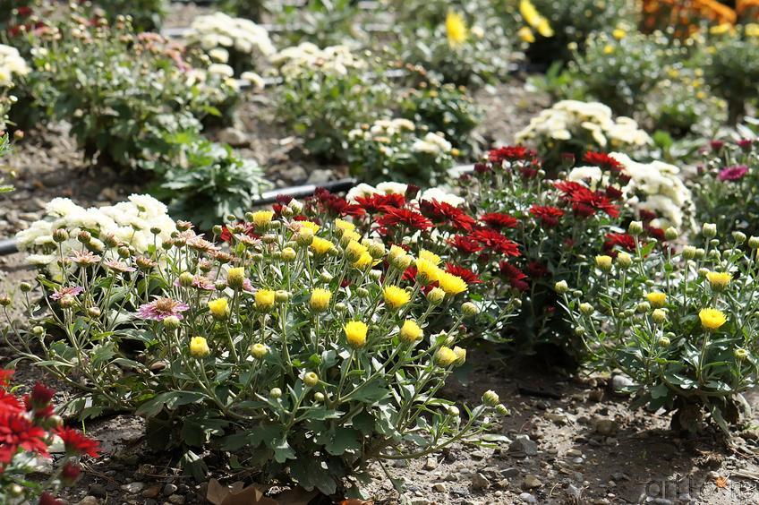 Фото №194040. Цветы. Никитский  ботанический сад