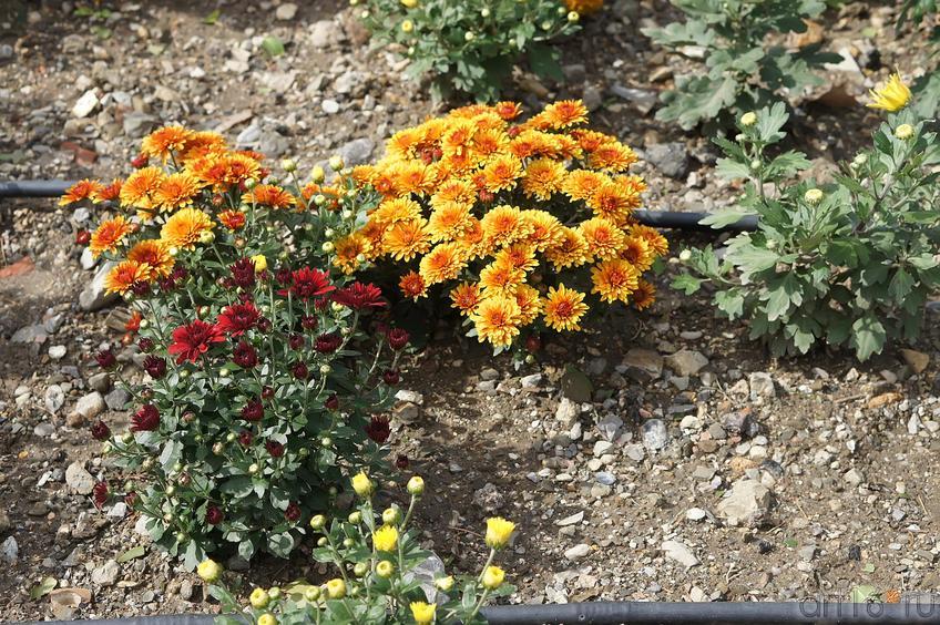 Фото №194046. Цветы. Никитский  ботанический сад