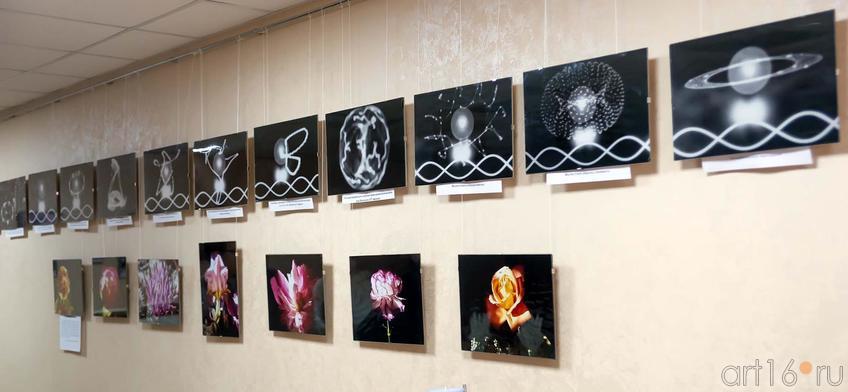 Фото №228333. Космический одуванчик ( верхний ряд), Солнечная светопись (нижний ряд)