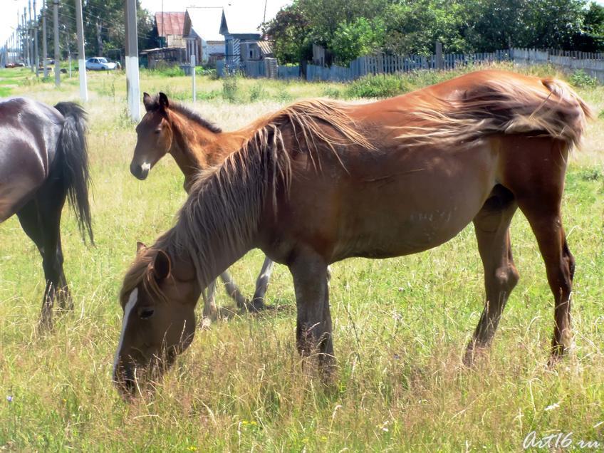 Фото №32376. Табун лошадей на прогулке