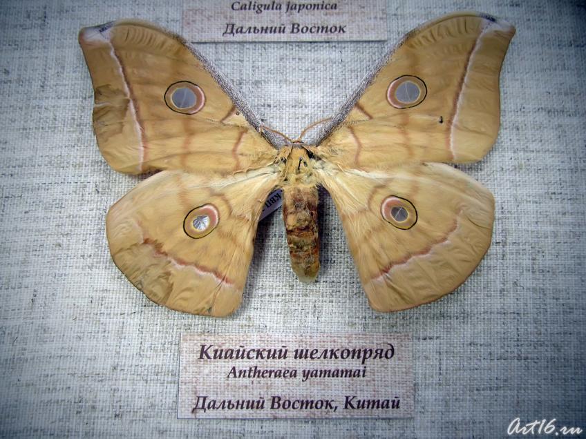Фото №40651. Китайский шелкопряд