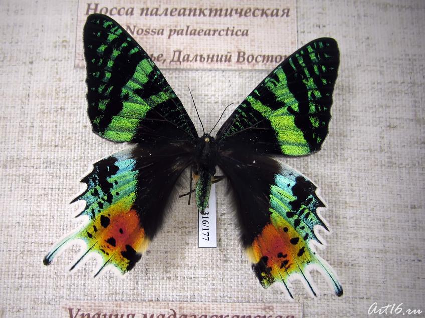 Фото №40656. Урания мадагаскарская