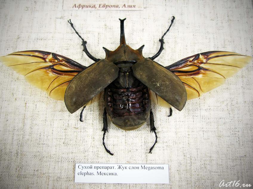 Фото №40691. Сухой препарат. Жук слон