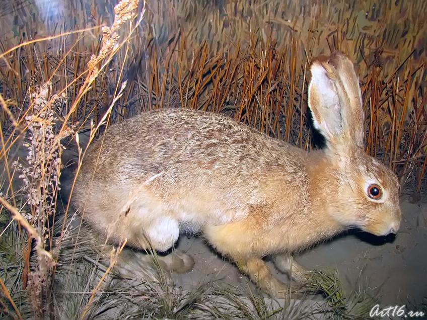 Фото №42284. Заяц-русак — обитает в лесостепных р-нах, 