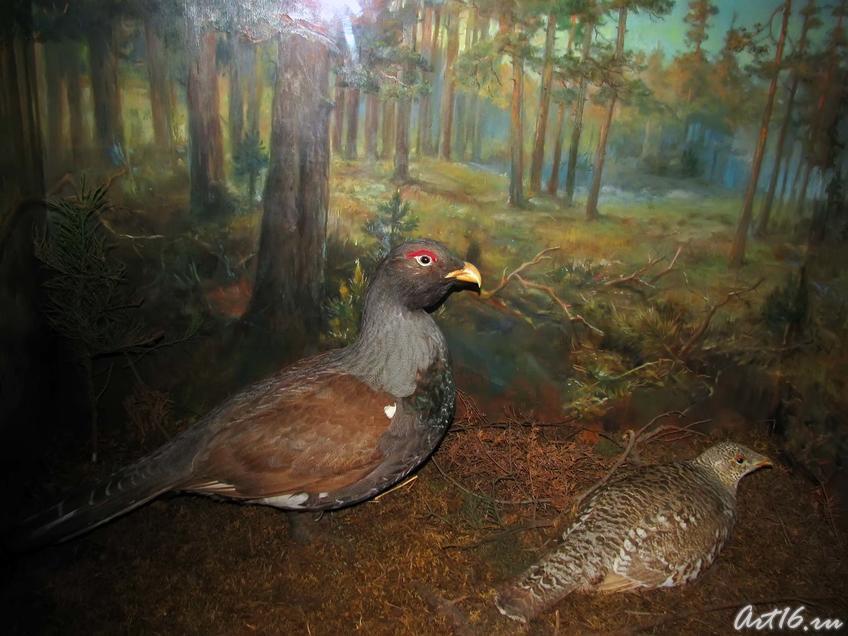 Фото №42289. Глухари — обитают в хвойных и широколиственных лесах