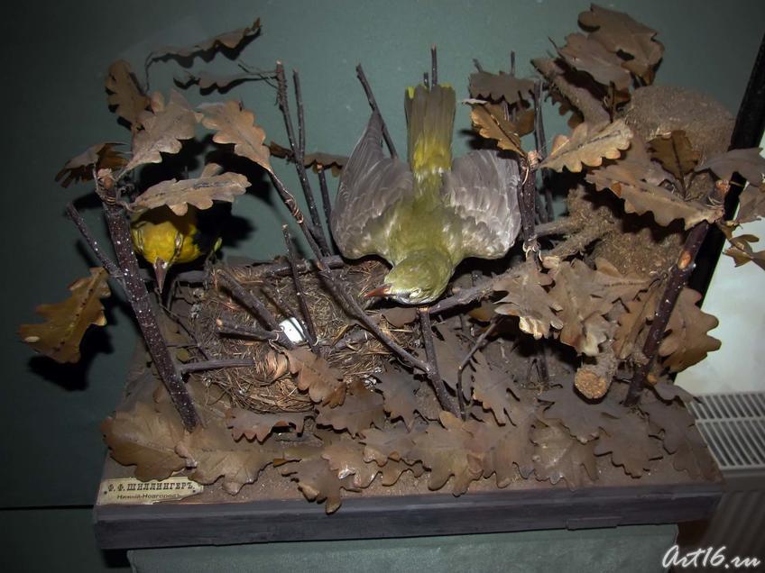 Фото №42294. Таксидермическая группа, выполнена Ф.Ф Шиллингером