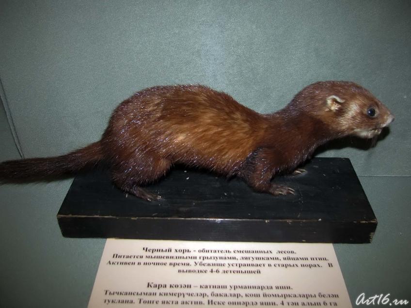 Фото №42299. Черный хорь — обитатель смешанных лесов