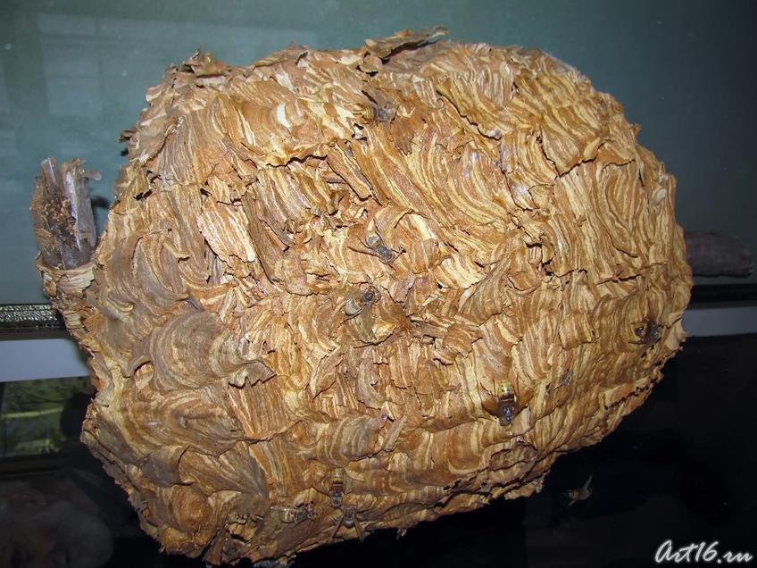 Фото №42309. Гнездо шершней