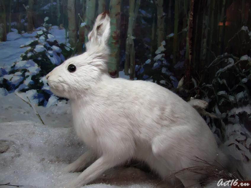 Фото №42359. Заяц-беляк