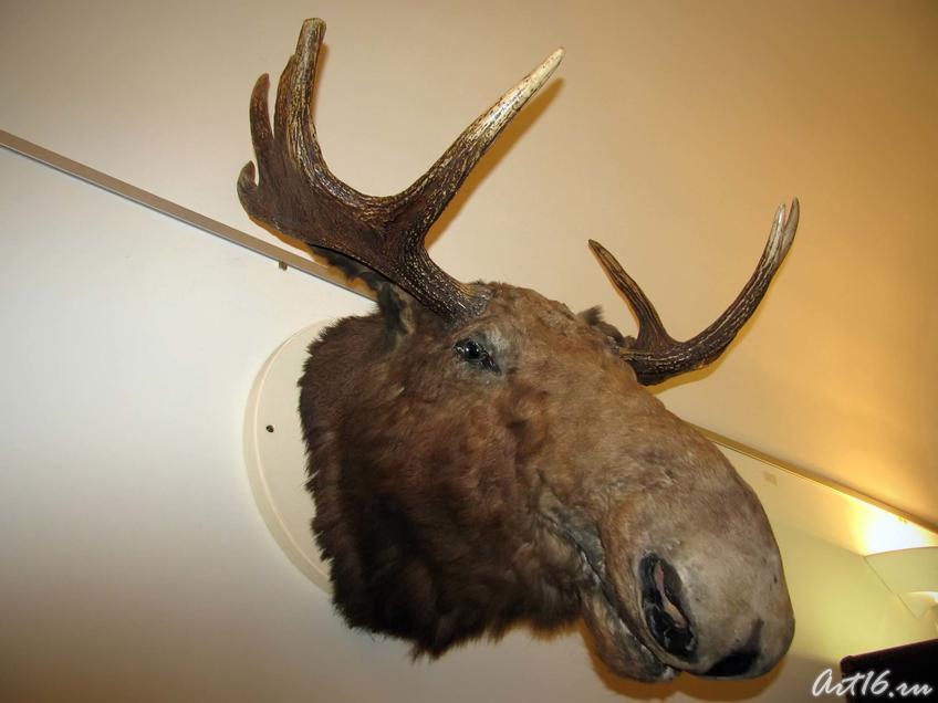 Фото №42364. Лось