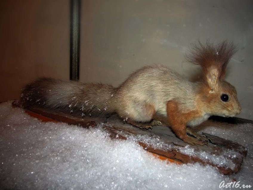 Фото №42404. Белка