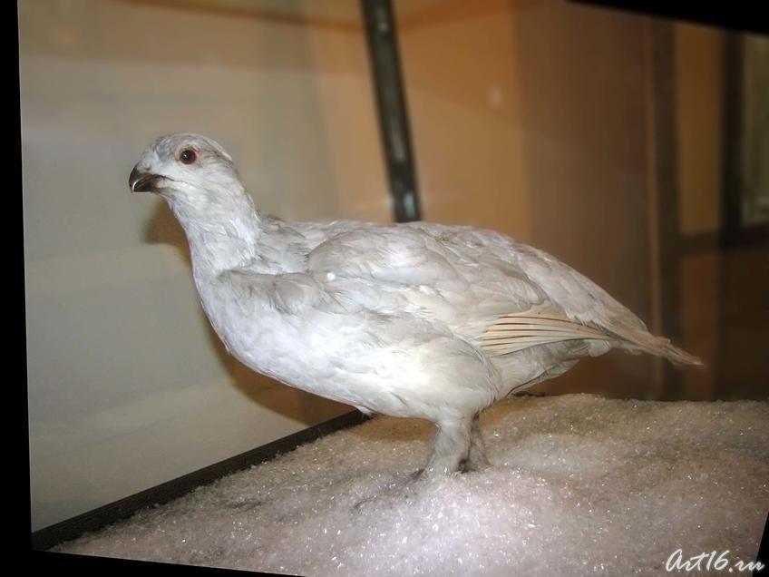 Фото №42409. IMG_9743.jpg