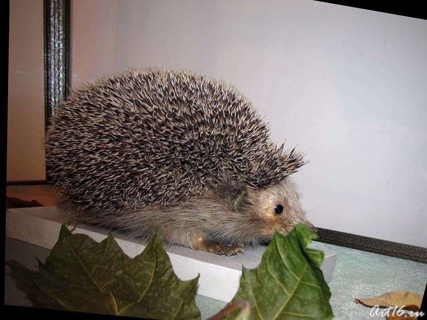 Фото №42419. Ёж