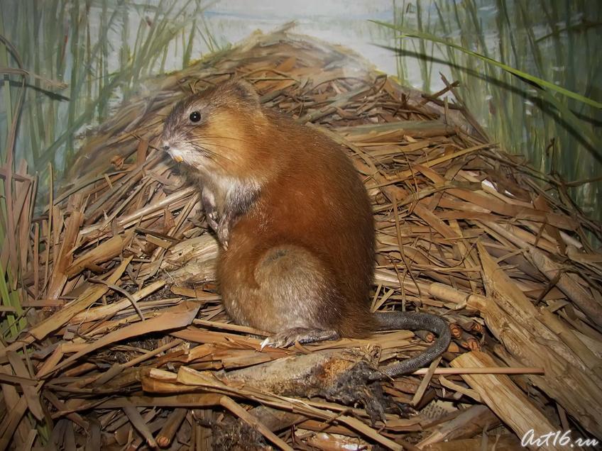 Фото №42459. Ондатра — акклиматизированный вид