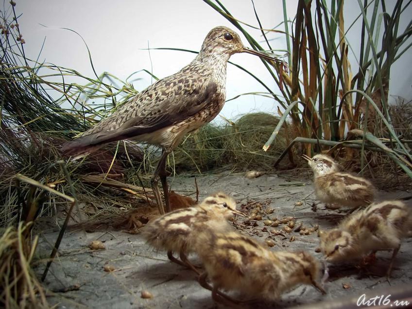 Фото №42464. Поручейник с птенцами — Перелетная птица