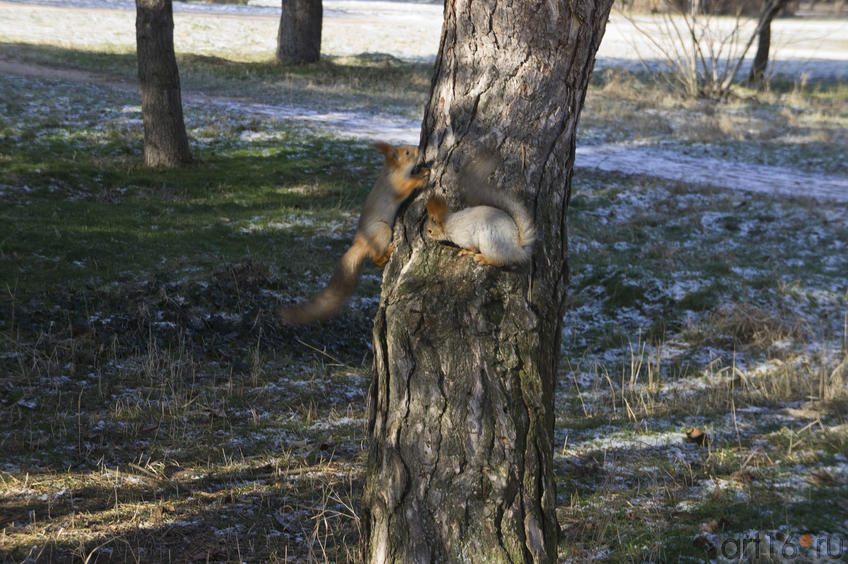 Фото №69776. Белки в ботаническом саду Таврического национального университета им. Вернадского