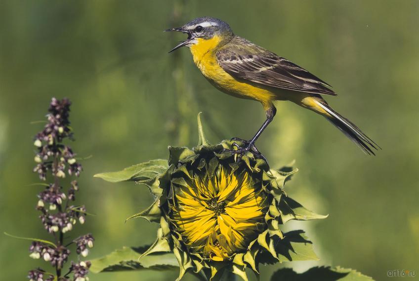 Фото №798515. Песнь о солнце. Дмитрий Кугувалов (Самара)