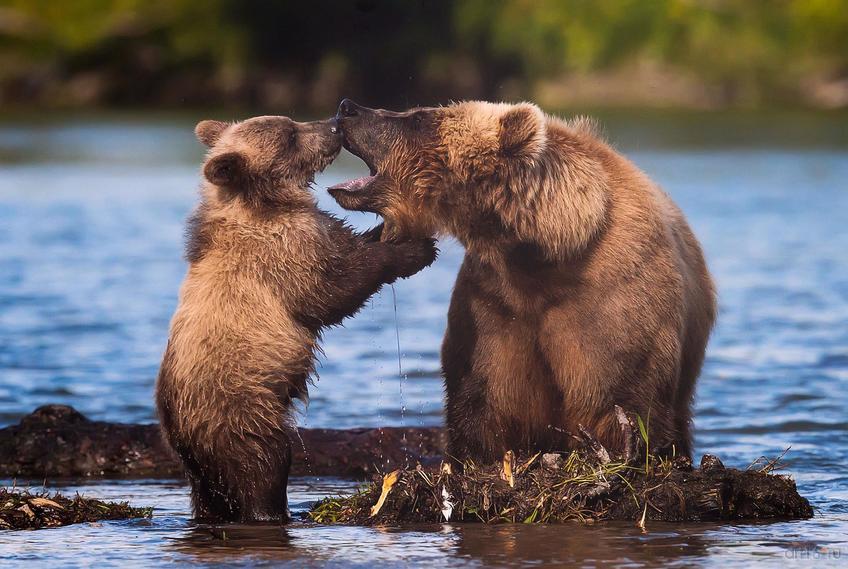 Фото №798575. Мамочка моя. Сергей Иванов (Киров), 2-ое мето в номинации «Мамы и детеныши»