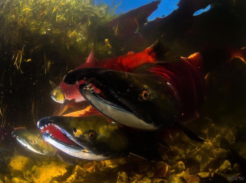 Фото №798581. Нерест красной рыбы. Сергей Шанин (Москва), 3-е место в номинации «Подводная съемка»
