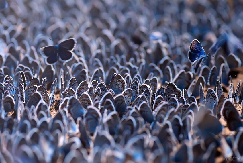 Фото №798636. Голубянки икар. Закир Усаров (г. Новосибирск), 3-е место в ном. «Макросъемка»
