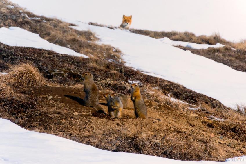 Фото №798696. Сезон охоты открыт. Иван Кислов (Магадан), 2-е место в ном. «Млекопитающие»