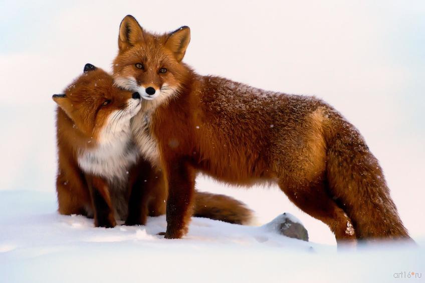 Фото №798708. Лисья дружба. Иван Кислов (Магадан), победитель в ном. «Млекопитающие»