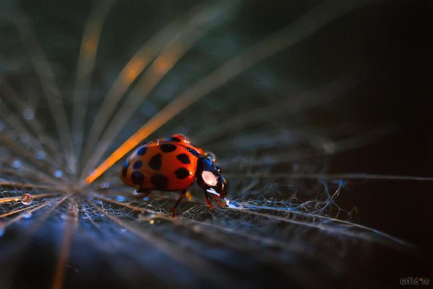 Фото №798720. Ladybird. Марина Остапенко (Краснодар), 2-е место в ном. «Юные таланты»