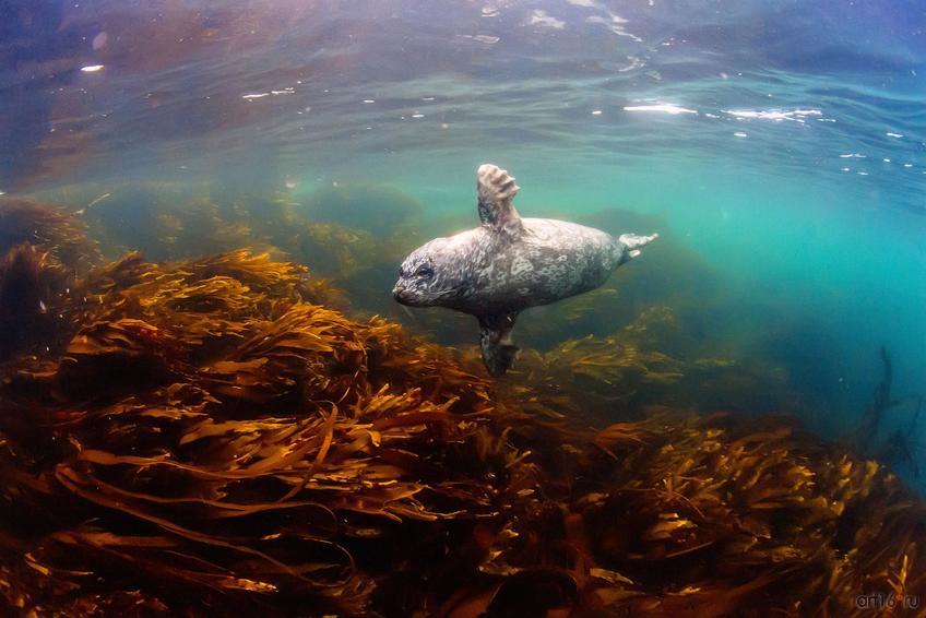 Фото №798762. Маленькое привидение. Андрей нарчук (Москва), 3-е место в ном. «Заповедная Россия»