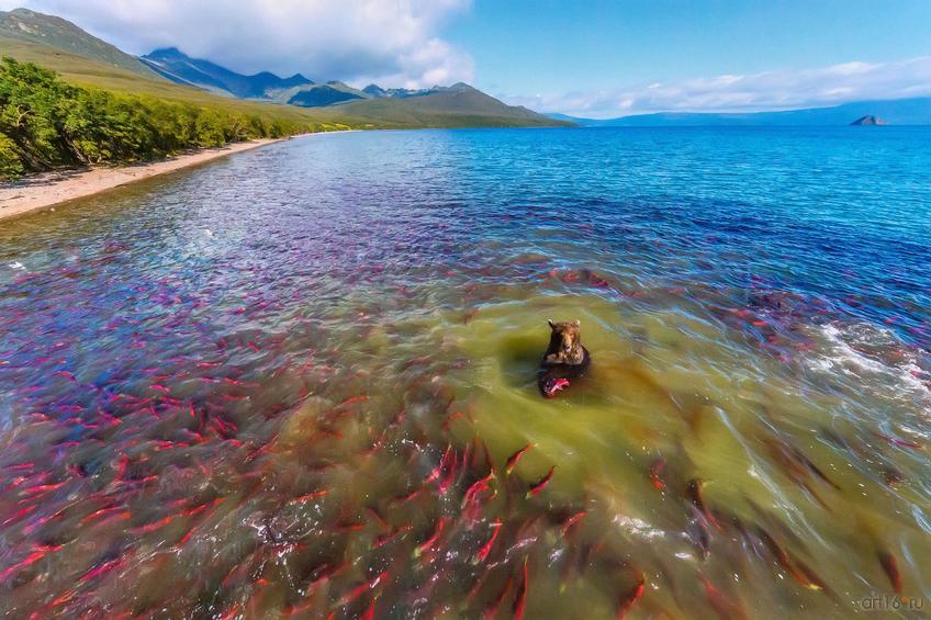 Фото №798768. Медвежья трапеза. Станислав Седов, д. Трусово, Мрсковская обл., победитель в ном. «Заповедная Россия» 