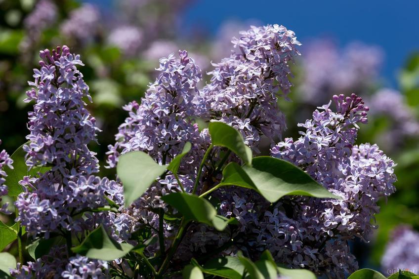 Фото №822831. Art16.ru Photo archive