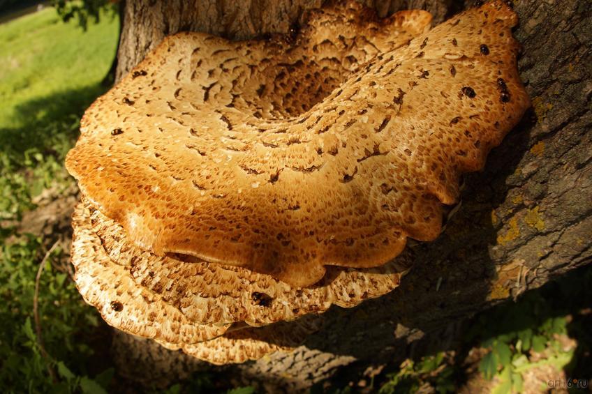 Фото №829932. Art16.ru Photo archive