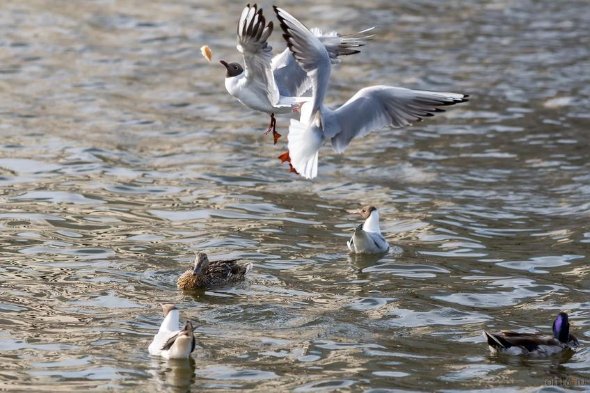 Фото №833761. Art16.ru Photo archive