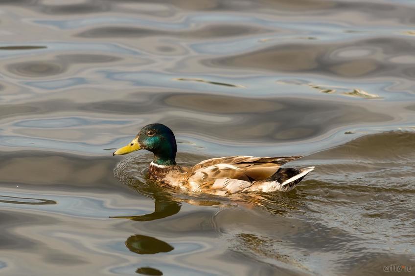 Фото №833809. Art16.ru Photo archive