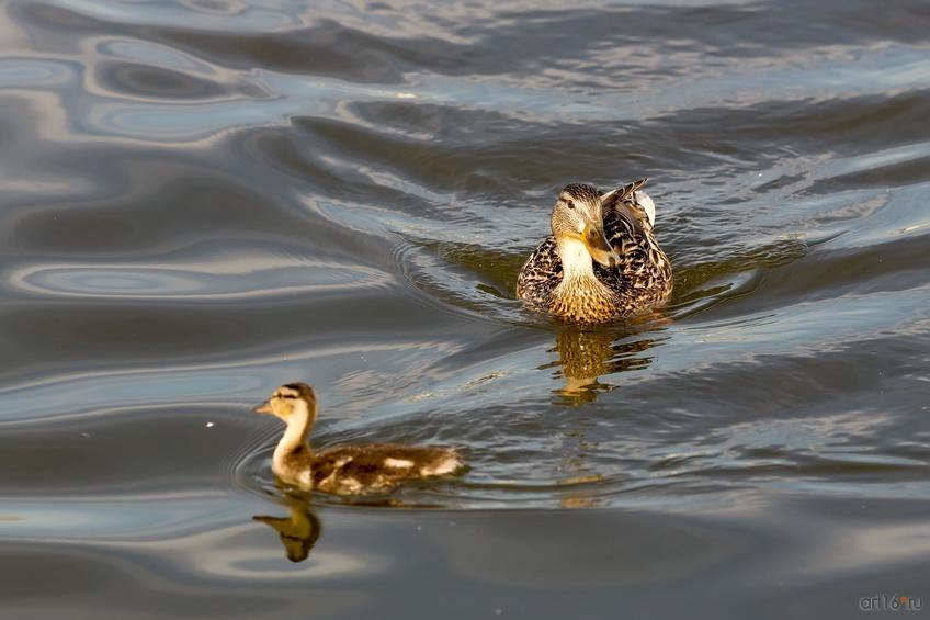 Фото №833821. Art16.ru Photo archive