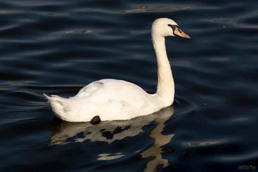 Фото №833827. Лебедь на озере Кабан. Казань 2015